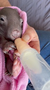 137K views · 10K reactions | Triaging a newly rescued animal is...