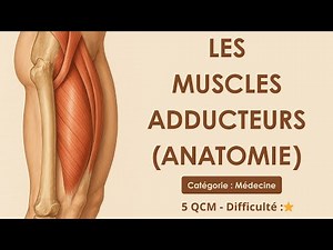 Adductor muscles (anatomy)