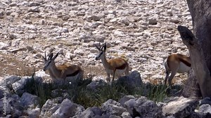 Springbok gazelles in Etosha National Park