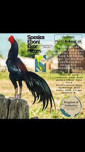 ประดู่หางดำ - Pradu Hang Dum - Eboni Ekor Hitam 🖤 #RasPurba #RasKunoThailand #BukanBangkok #PHD #EboniEkorHitam #PraduHangDam #PetLovers | Rediq Roo