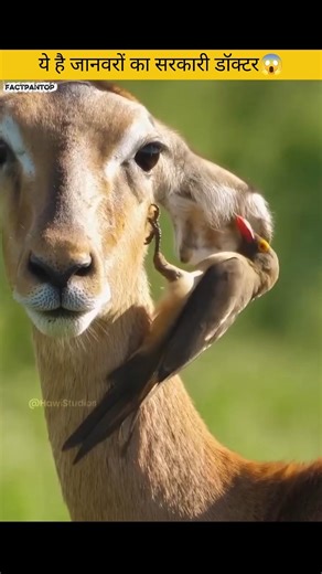 ||दोस्तों ये जानवरों का सरकारी डॉक्टर||OXIPEKER BIRD KA SECRET काम||🤯#facts #birds #factsdaily#short