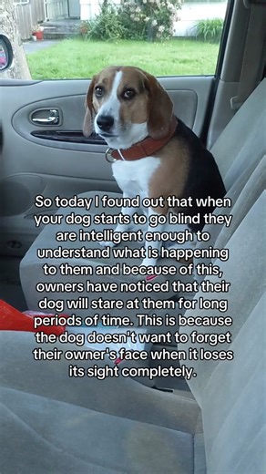 Understanding Senior Dogs' Blindness Behavior