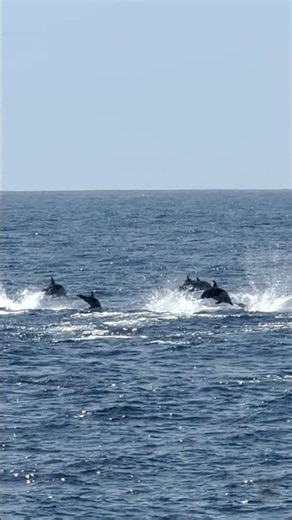 We’re all on board for horizons filled with dolphins- are you? #whalewatching #california