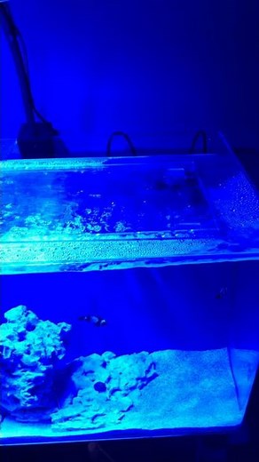 How to use API reef master test kit