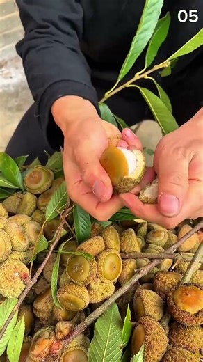 Shell splits clean—harvested fruit cradled in morning hands