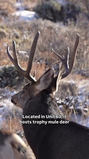 Bugling Bulls all around.