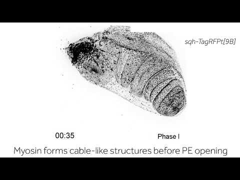 The mechanics of Drosophila leg disc eversion
