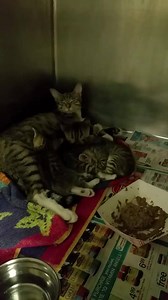 64 reactions · 73 shares | URGENT - MANDA IS SORE FROM NURSING AND...