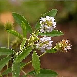 CHUXAY GARDEN Trigonella Caerulea Seed 30 Seeds Sweet Trefoil Plant Perennial Herb Plant Edible Seasoning Culinary Plants Showy Display