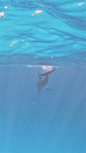 📍 Delfin Szafari VIP – 2026. január 20. 🐬🚤 Csatlakozz hozzánk egy feledhetetlen élményre! ✨ 🎉 Program részletei: 🌊 Hajós kirándulás a gyönyörű Vörös-tengeren – profi kapitánnyal és VIP hajóval 🚤 🐬 Delfinek keresése természetes élőhelyükön – játékos ugrások, közeli élmények 📸 🤿 Lehetőség úszásra, fényképezésre és videózásra 🐟 ☀️ Napsütés, friss tengeri levegő és nyugodt hajózás 🍹 VIP ellátás a fedélzeten: frissítő italok és snackek 🍽️ Ebéd is biztosított 📅 Időpont: 2026. január 20. ✨