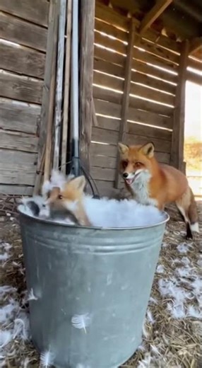 Adorable Fox Pup Gets a Snowy Surprise!