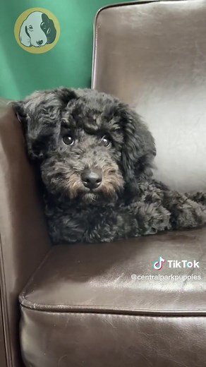 Friendly and Energetic Havapoo Puppies | Best Family Companions ❤️