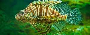 How Did the Invasive Lionfish End Up In North Carolina? | PBS North Carolina