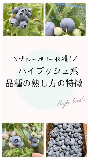 ブルーベリーの収穫🫐ハイブッシュ系品種の熟し方の特徴#幸せフルーツ工房 #ブルーベリーの森あづみの #オーガニックブルーベリー #オーガニックフルーツ #家庭菜園