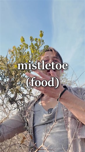 Paleo Foraging on Instagram: "He ate mistletoe. This is what happened to his body. This video is for educational or entertainment purposes. It describes historical species' uses and my reckless attempts to replicate them. Some of these species may have TOXIC, POISONOUS, & DEADLY properties. Mistletoe is considered poisonous and should not be eaten. To be safe, DO NOT try anything I say or do. Foragers should be 100% certain of the ID of anything consumed. Note that the Indigenous peoples mention