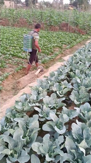 farming #song #gannajugaad #farmingequipment #viralvideo #kisanaandoln #farmmachinery #desijugad