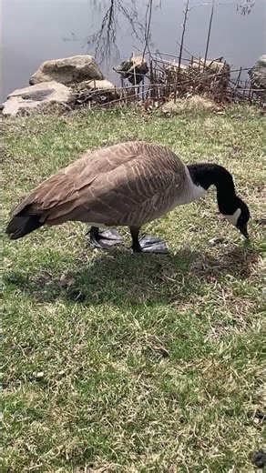 Canadian Goose POOPING & EATING Up Close #nature #wildlife #animals #birds #funny#shortvideo #shorts
