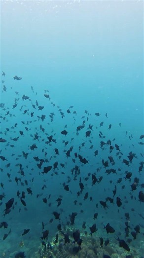 Blue Triggerfish Create Pure Magic on the Reef #diving #marine #4k