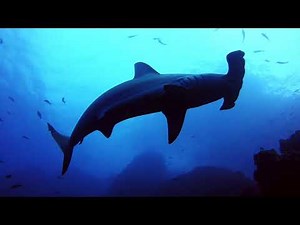 Diving the Banda Islands: Hammerhead Sharks, Hidden Reefs & Calico Jack | Indonesia Liveaboard