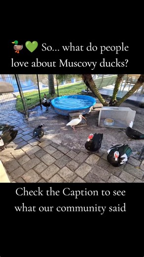 53 reactions · 5 comments | 閭 So… what do people love about Muscovy...