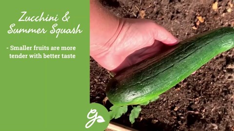 When And How To Harvest Zucchini And Summer Squash
