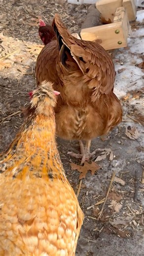Why does poop hang from a chicken’s butt? I got most of it off. #chickens #chickenhealth #wintercoop
