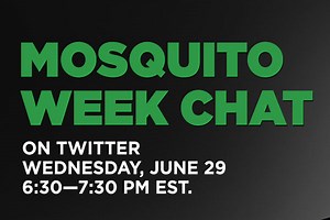 Mosquitoes: Description, Identification & More