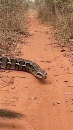 When mongooses work together, even a snake stands no chance