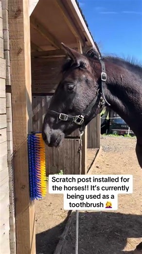 Isaac installed a scratch post as all the horses are #horsingaround feeling particularly scratchy!