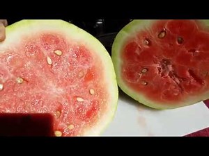 Episode #9 Congo Watermelon