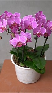Orchids thrive with just a few simple care tricks. These tips keep them hydrated, healthy, and blooming longer. Perfect for both beginners and longtime orchid lovers. #OrchidCare #Houseplants #IndoorGardening #PlantTips #FlowerLovers #DIYGarden #OriginalContent | H&H Garden Media