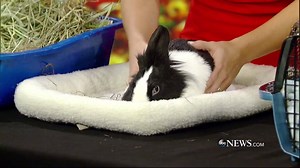 INTERNATIONAL RABBIT DAY! We celebrate one of the 'hoppiest' days of the year with the team from All About Rabbits Rescue. Learn more about their work here: http://allaboutrabbitsrescue.org/ | World News Now