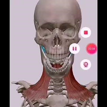 ¿Qué es el músculo digástrico?