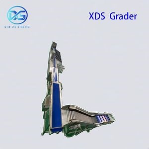 [Hot Item] Industrial Sweet Potato Weight Sorting Line with Precision Weighing 3-6ton/Hour