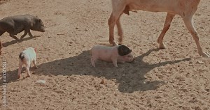 Cute piglets run and play happily on a sunny farm, showing their playful nature. The scene conveys the essence of rural life. Funny piglets have fun in the barnyard.