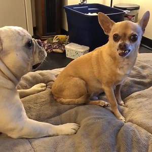 66K views · 838 reactions | when the dog try’s touching ur cat.. Instagram @dashandbolt | French Bulldog Italia | Facebook