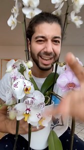 1.6M views · 18K reactions | Orchid Magic! 朗 . . . #lifehacks #orchids #diy #howto #plants | creative explained | Facebook