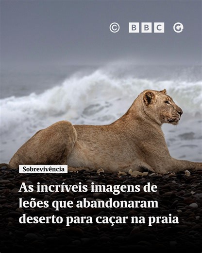 A Gazeta ES on Instagram: "🏖️ A foto é marcante: uma leoa olha à distância em uma praia coberta por pedregulhos na Namíbia. Ela protege sua presa, que não aparece na foto: a carcaça de um lobo-marinho-do-cabo.⠀ ⠀ 📷 A fotógrafa belga Griet Van Malderen capturou esta visão dramática de Gamma, uma leoa do deserto que aprendeu a caçar animais marinhos para sobreviver no inóspito ambiente da Costa dos Esqueletos, no noroeste da Namíbia.⠀ ⠀ 🦁 Existem apenas 12 leões do deserto 