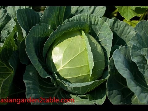 How to grow cabbage very easy!