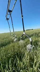 A little summertime RAIN 📍 Sweden 📸 @hugo_dillstrom ••• #360RAIN #autonomousagriculture #wheatfields #wheat #farmtok #farmfamily #agtech #agtechnology #irrigation | 360 Yield Center