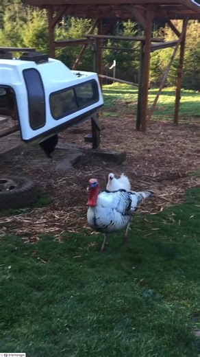 The most hilarious thing I’ve seen! 😂Have you ever seen a tiny rooster chasing a tom turkey?? Well now you have and you’re welcome! 🤣 #sassy #rooster #turkeys | 5R Farm