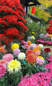 most beautiful flower garden in China | Phea Media