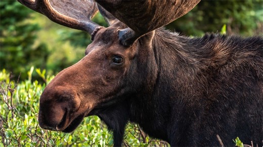 Man Gets Shockingly Close To Massive Moose, Video Footage Is Incredible: WATCH