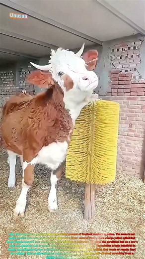 Satisfying Farm Life Watch a Cow Scratch Its Neck on a Giant Yellow Brush! 🐄✨↓