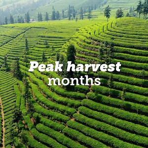 Tejava is bold, smooth tea brewed in small batches for unparalleled quality. Tejava is so incredibly delicious, it’s Tea-Luscious! | Tejava Premium Tea