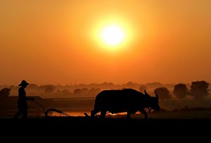 Aigamo : le robot canard qui protège les rizières des mauvaises herbes