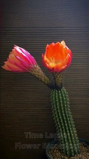 Time lapse flower cactus blooming: Witness the magical beauty of a cactus flower in full bloom P7