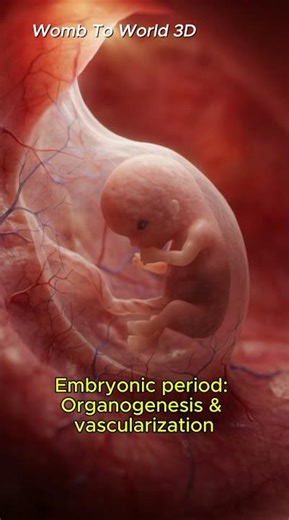 Fetal Development Animation: Womb to World #science #biology#shorts #fetaldevelopment