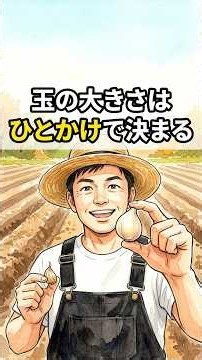 ニンニクの植え方、向き・深さ・間隔。この3つを間違えると出遅れます