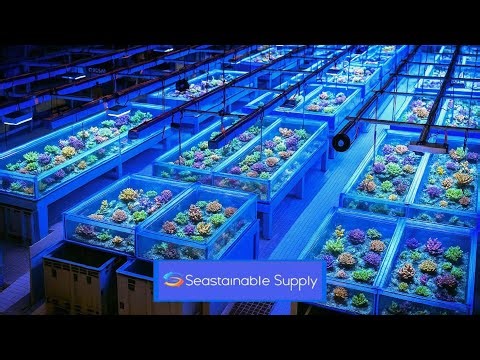 Inside the LARGEST U.S. Fish & Coral Wholesale Facility (Private Tour & Interview with Mark V.)